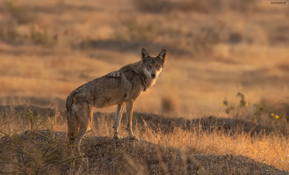 Shroff, Sandeep: Indian Grey Wolf