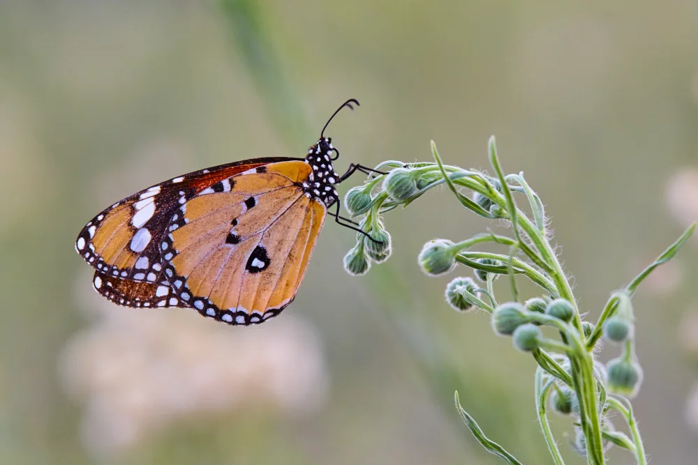 Hershkovitz, Avital: Tiger milkweed butterfly