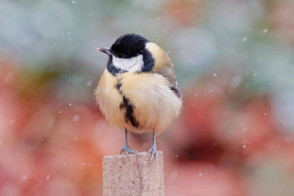 MrRaph_: Boule de Plumes