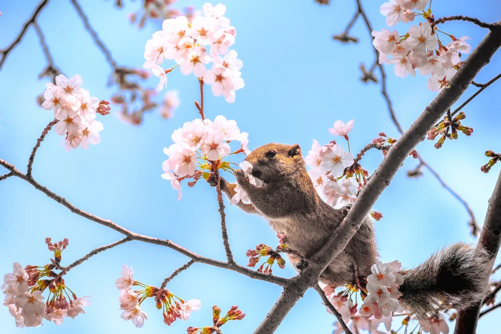Aliace/uesan: Ardilla de primavera
