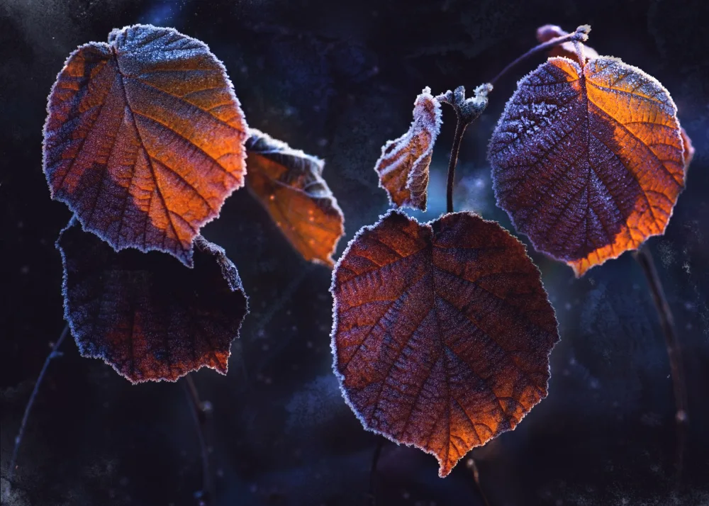 Zvinakeviciute, Kristina: Luce invernale
