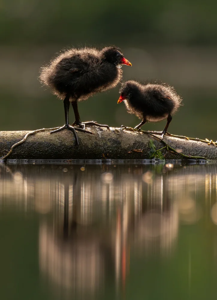 Bratila, Petrica: Moorhen big brother looking after the younger sibling