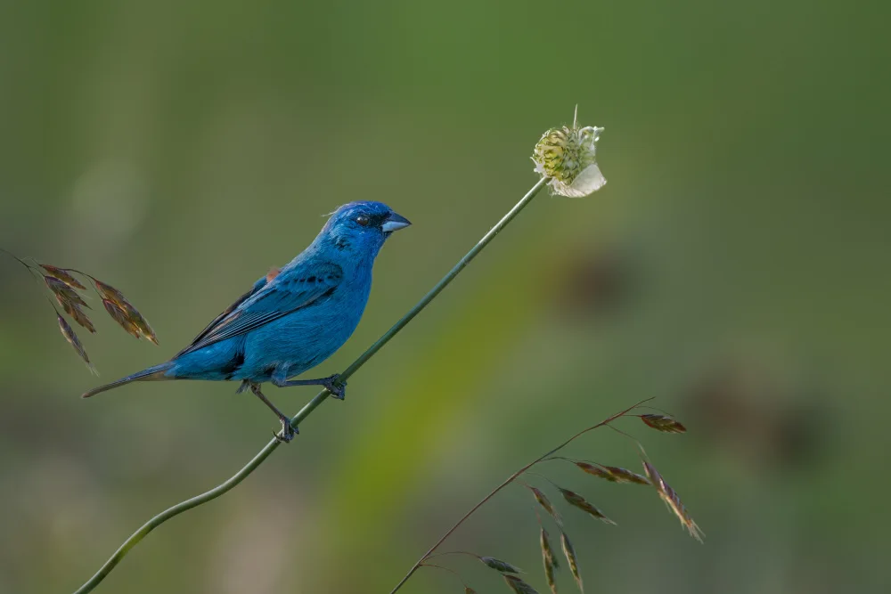 Xu, Jian: Indigo bunting in a summer morning