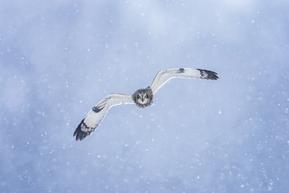 Wang, Max: Short-eared Owl