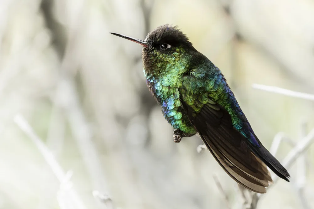 Wirtz, Caroline: Colori della natura