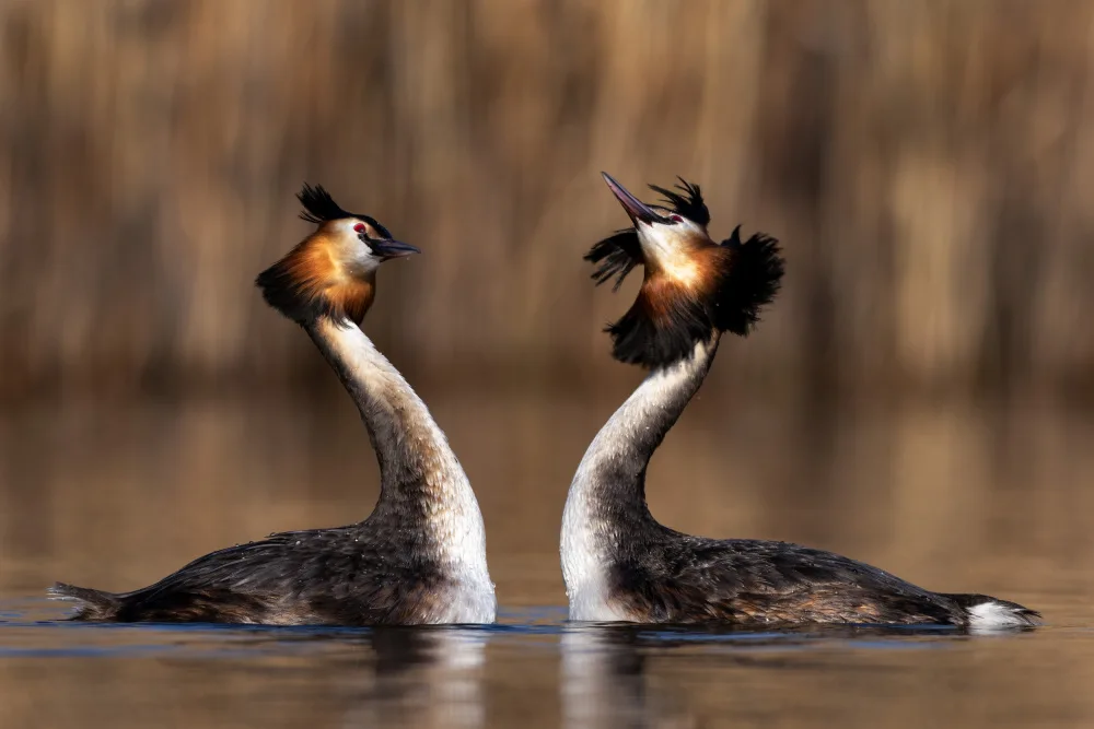 Tomuta, Alexandru: Mating season