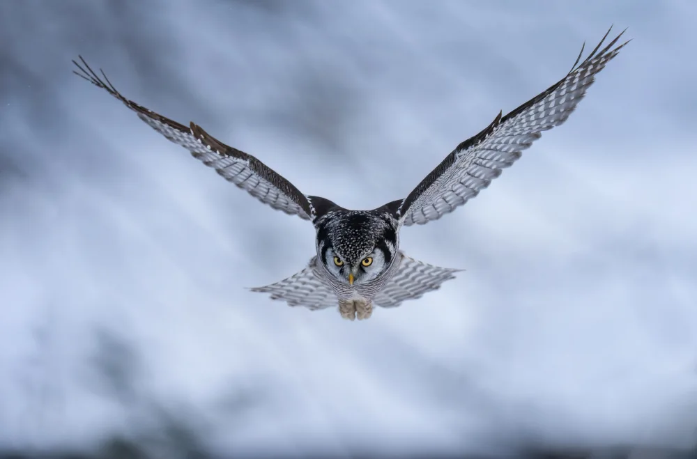 Huang, Tao: HAWK Owl