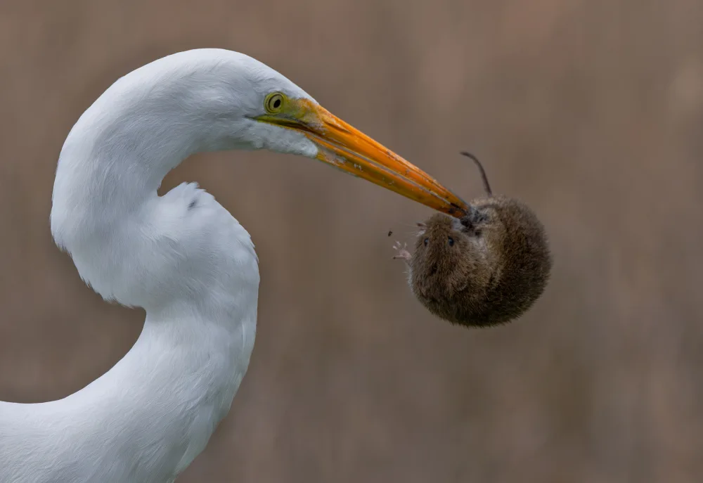 Huang, Johnson: Great egret and vole