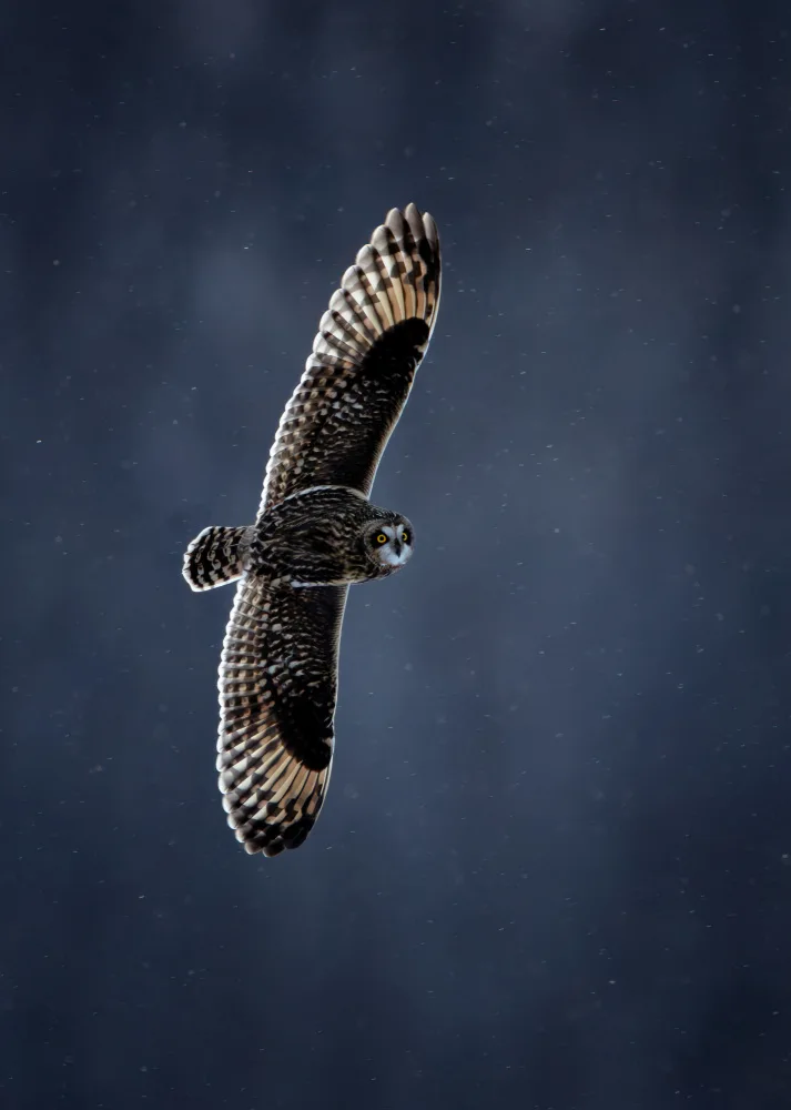 Wang, Max: Short-eared Owl