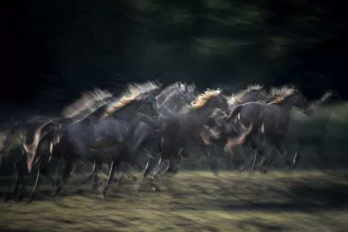Malovrh, Milan: On gallop