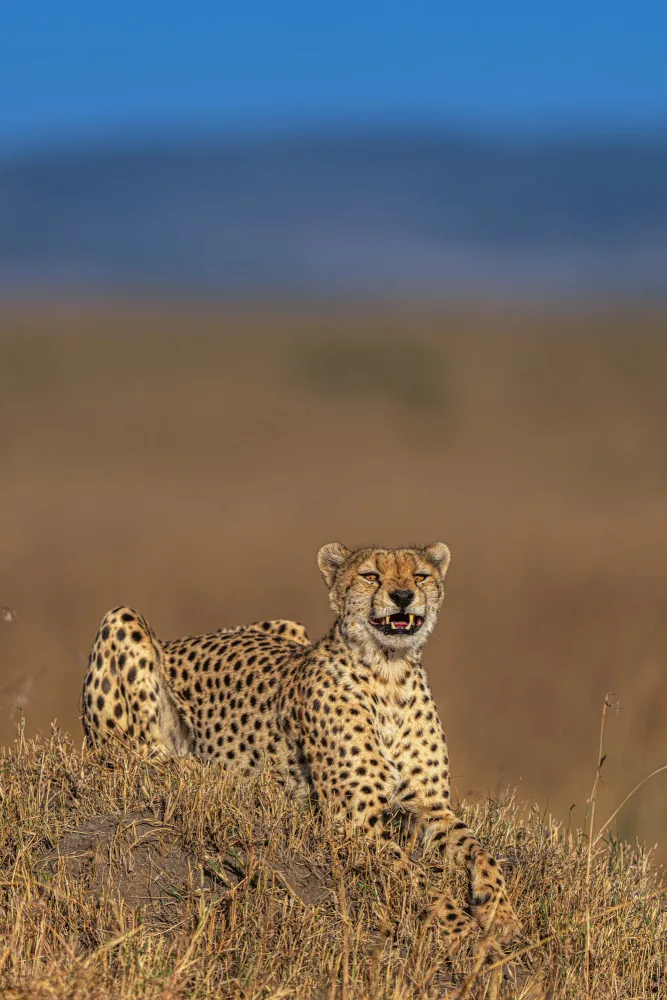 Bhatia, Yogesh: The Laughing Cheetah