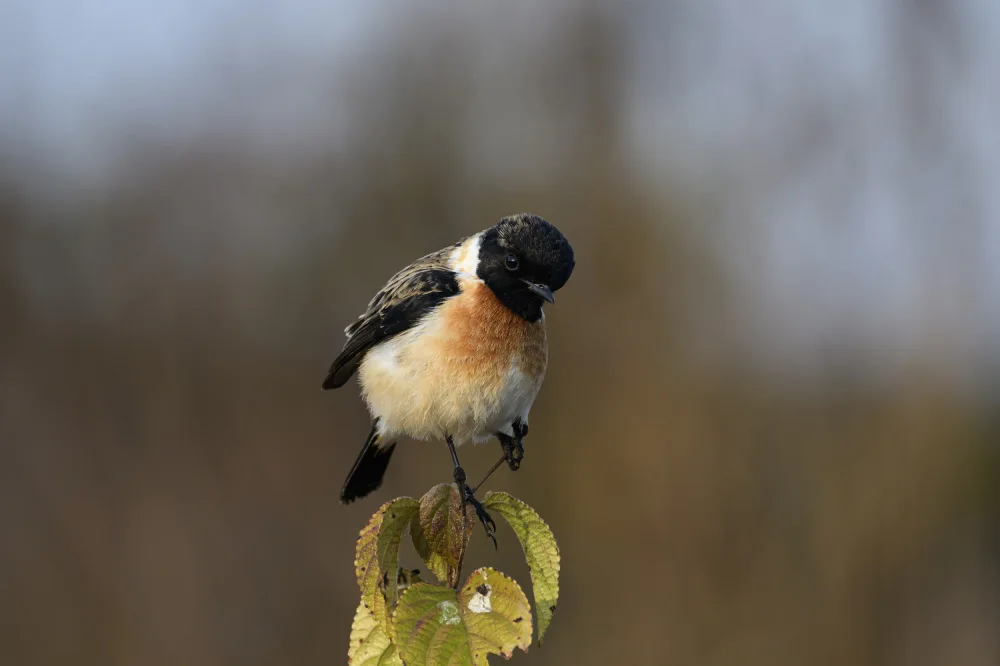 SAMANTA, KUMAR SAMIR: Stonechat Male