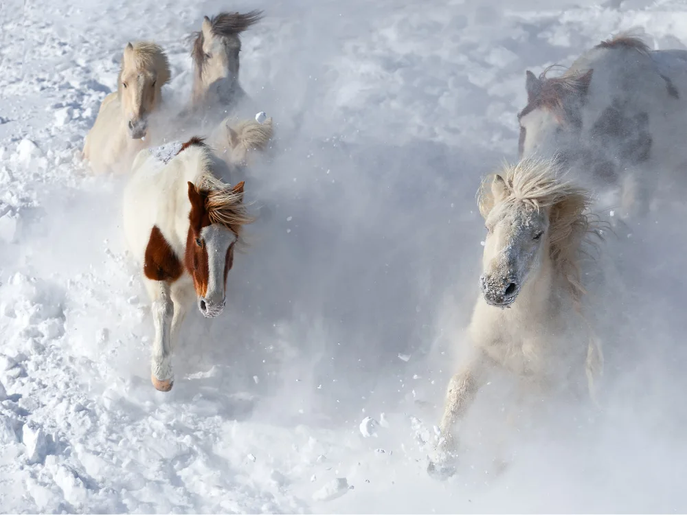 UU: 马踏飞雪 Pferd tritt auf fliegendem Schnee