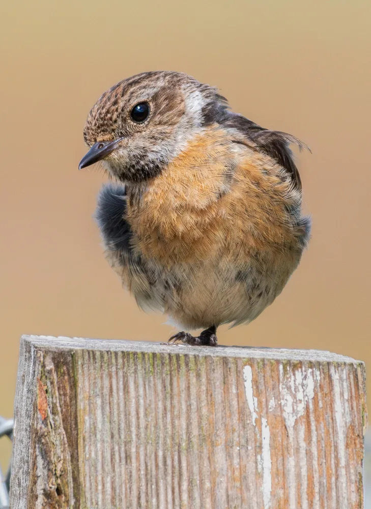 Bratila, Petrica: Female stonechat