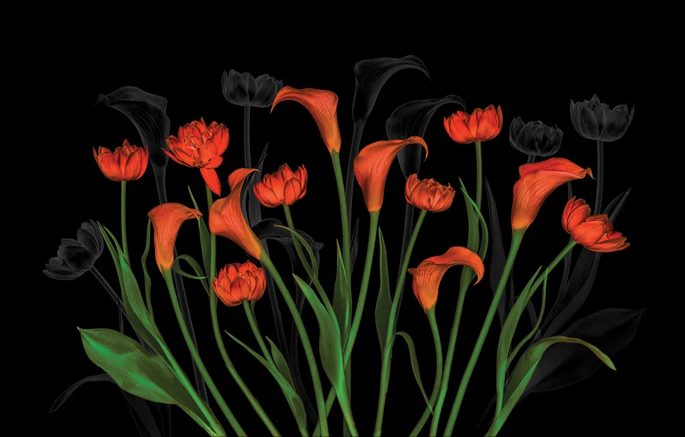 Jacobs, Lydia: Calla-lily & Tulip Friendship