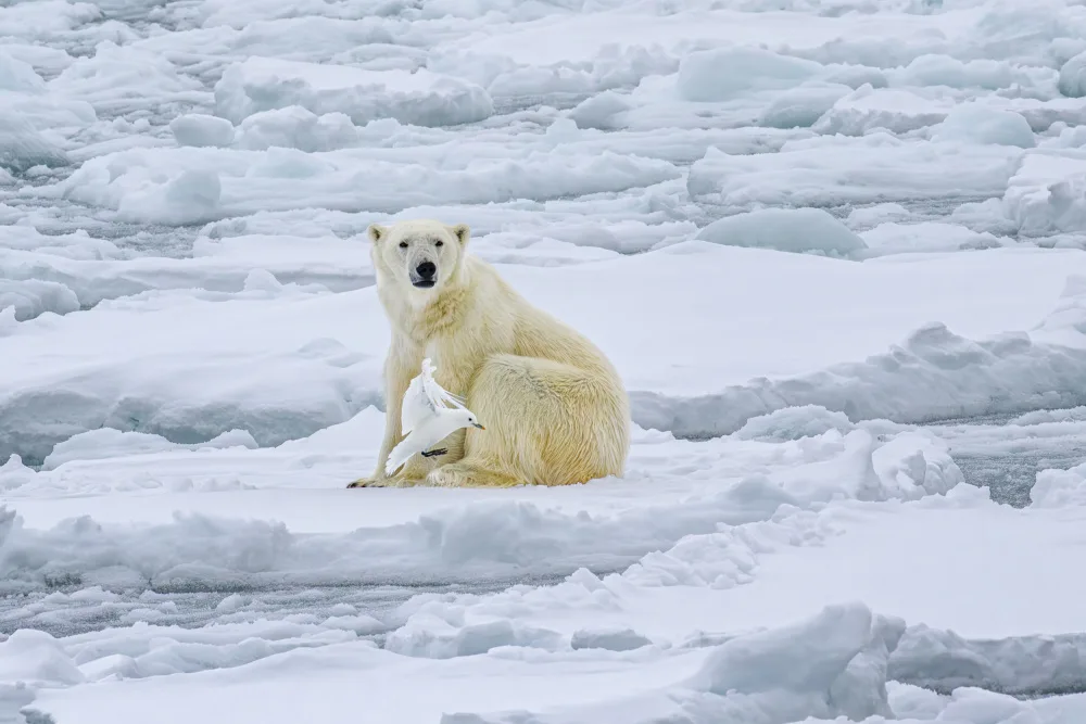 Wei, and Siyu: L'ours polaire et son visiteur