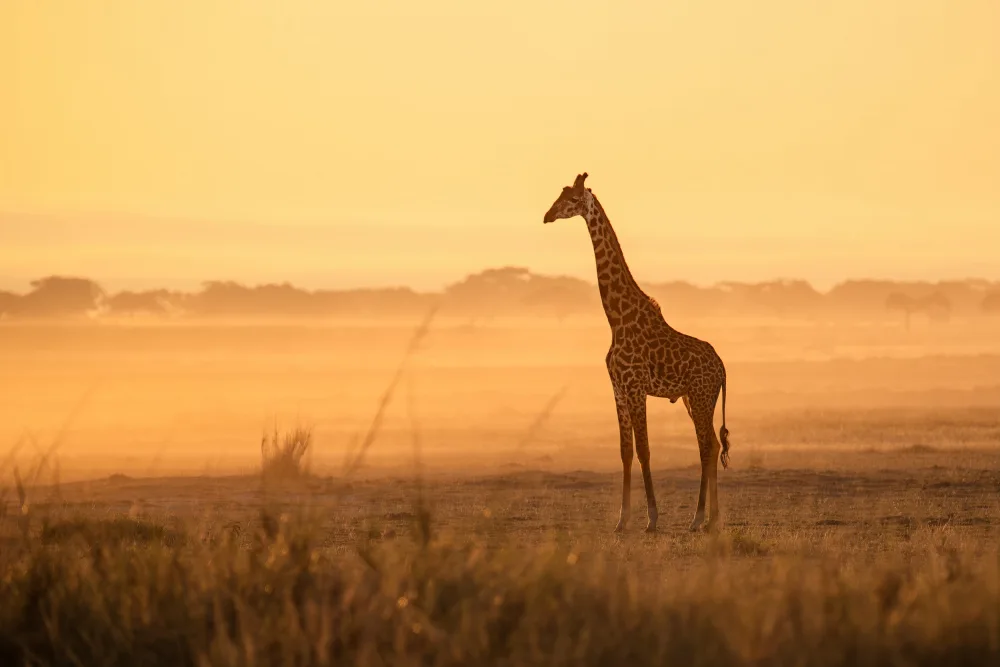 Wei, and Siyu: Good morning, Giraffe