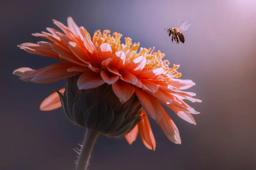 Pamungkas, Edy: Abeja volando sobre la flor