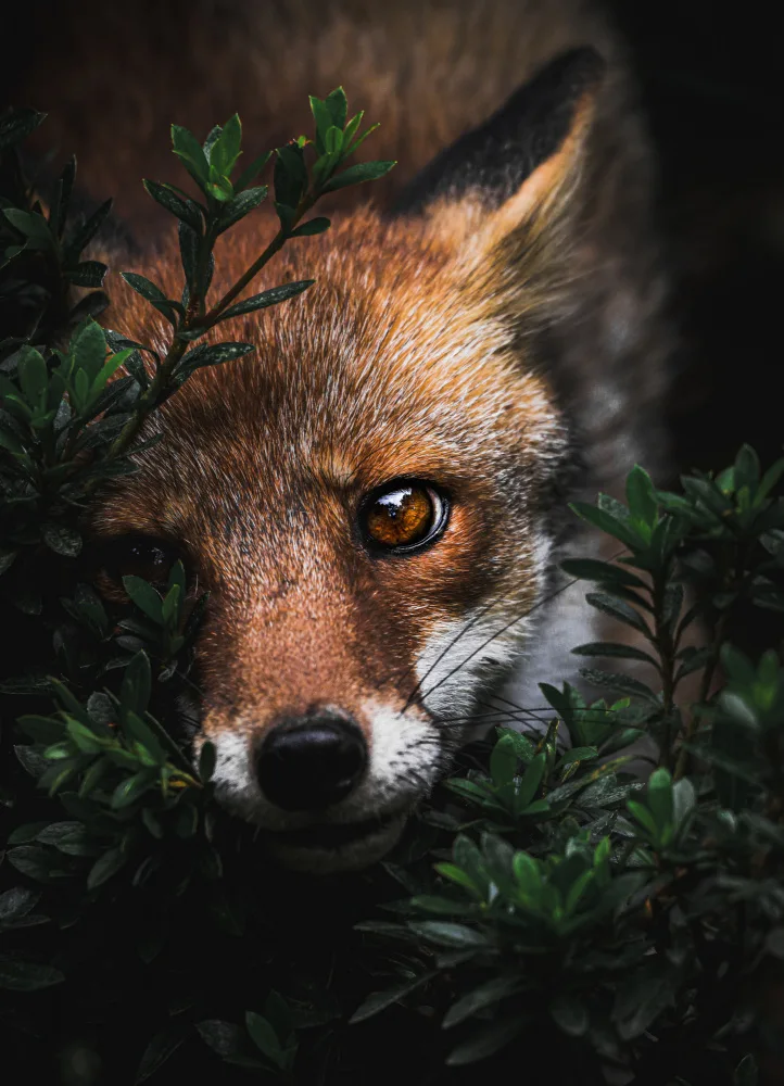 Yamaya, Yuta: Gaze