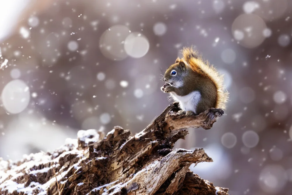 Costina, Mircea: The Magic Squirrel