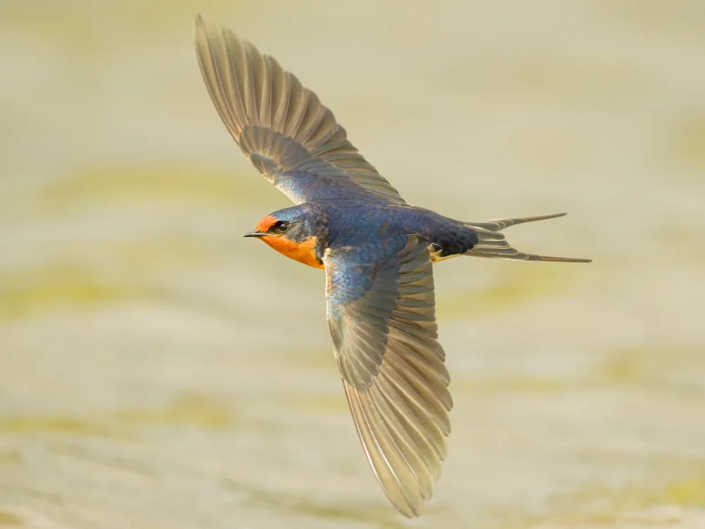 Wang, Moses: Barn Swallow
