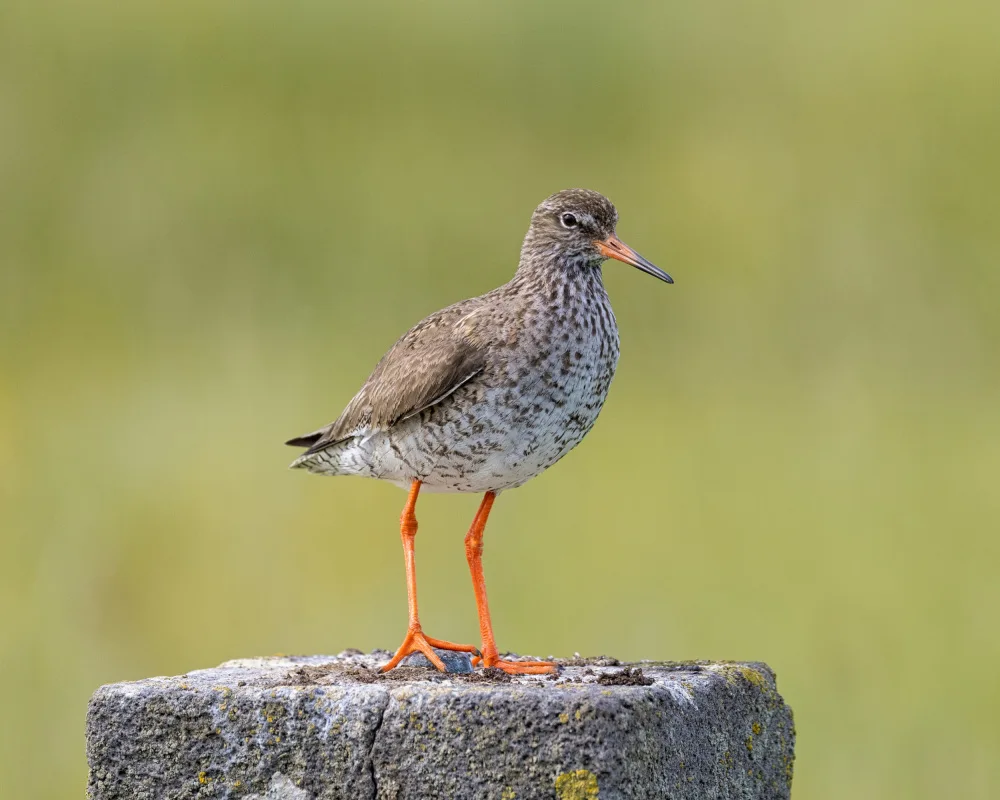 Kort, Bragi: Bird
