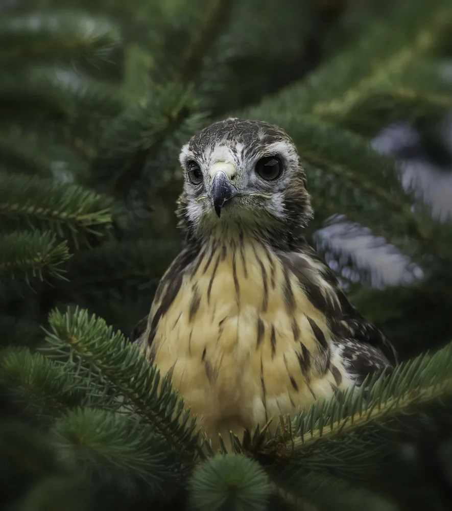 Kong, Chris: Red-tailed Hwak