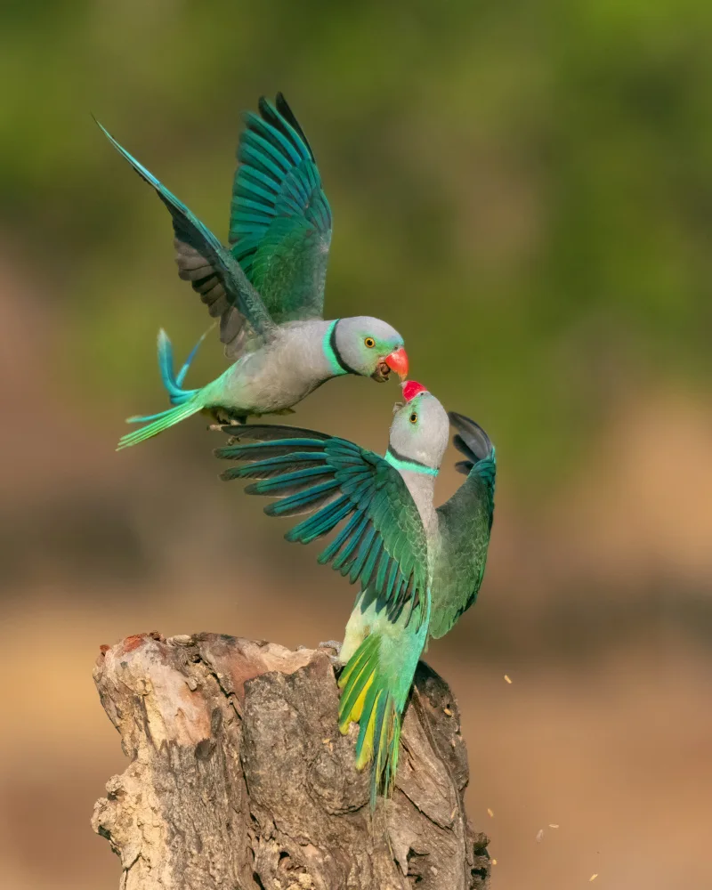 Viswanadha, Mahesh: Parrot Love