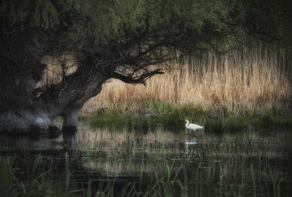 Timiras, Bogdan: Peace of mind..