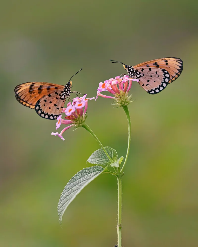 Winda, Wahyu: Two butterflies