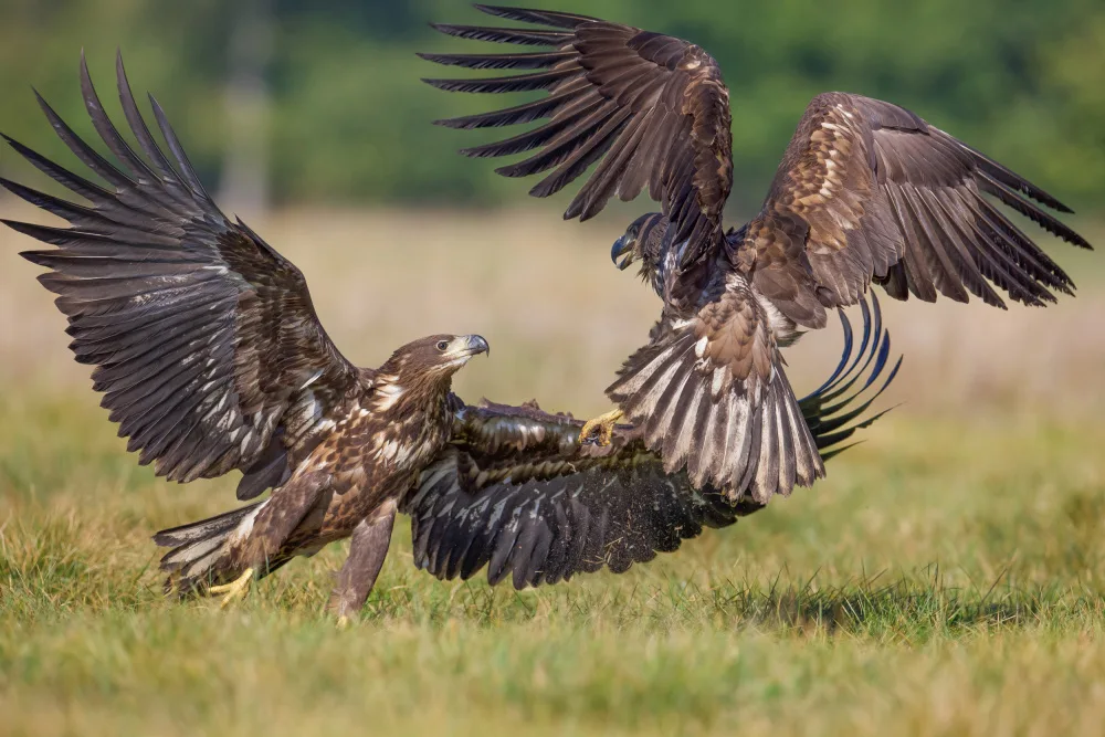 Manusevich, David: Eagle fights