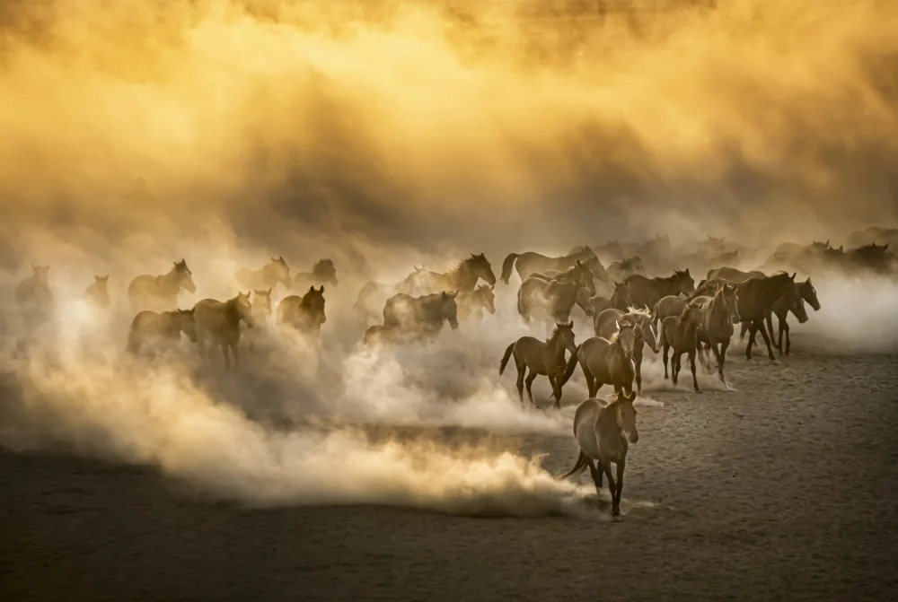 Can, Ali: Wild horses