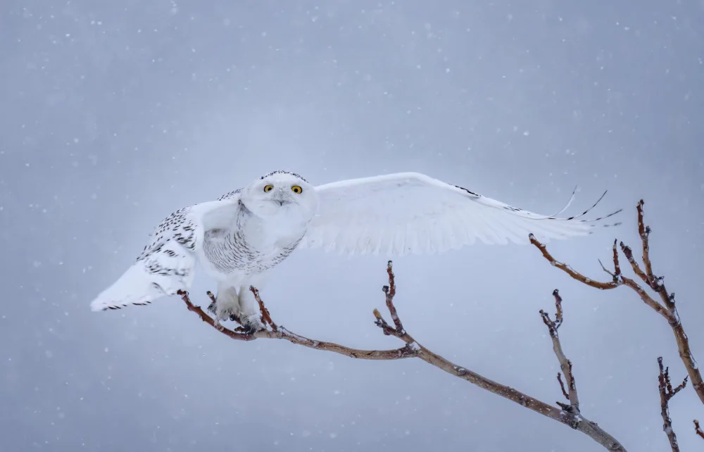 Huang, Tao: Snowy Owl