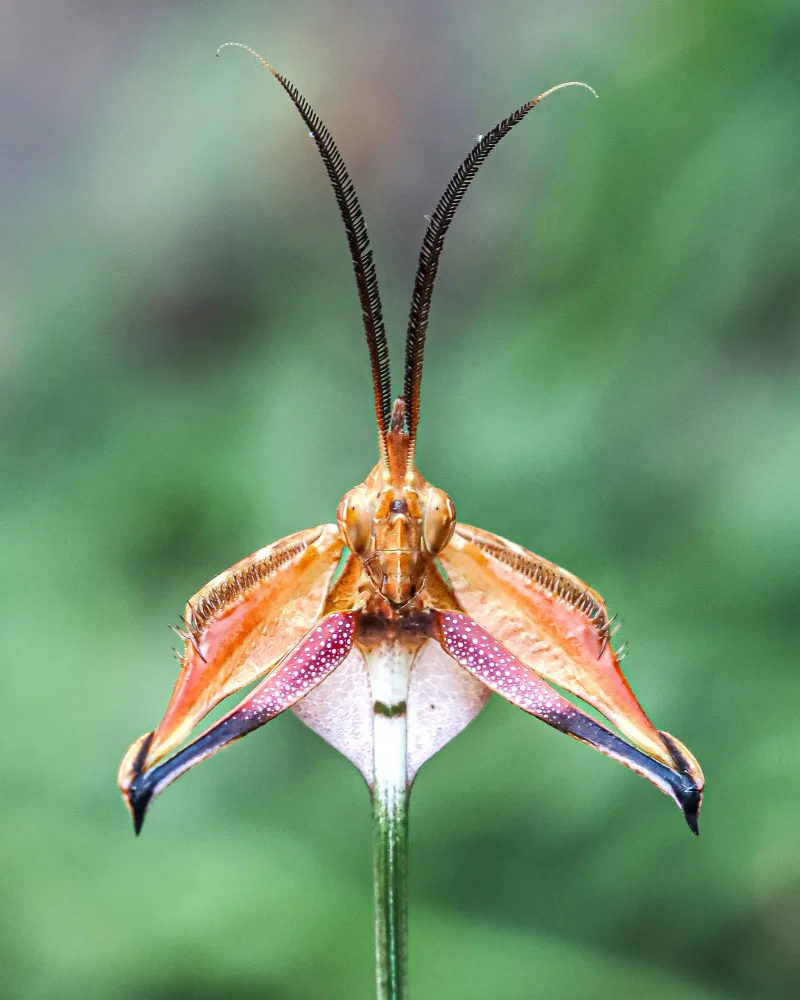 islam, al Nashruddin: Mantis