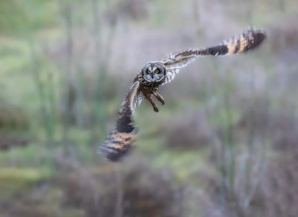 (吉星高照), Taksing: short-eared owl
