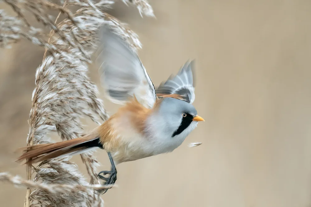 Helsen, Eddy: Bearded Tit