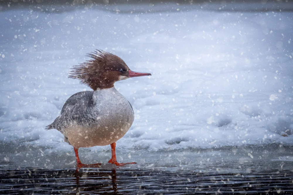 Kimberly: Duck Hunting on a Storm Day