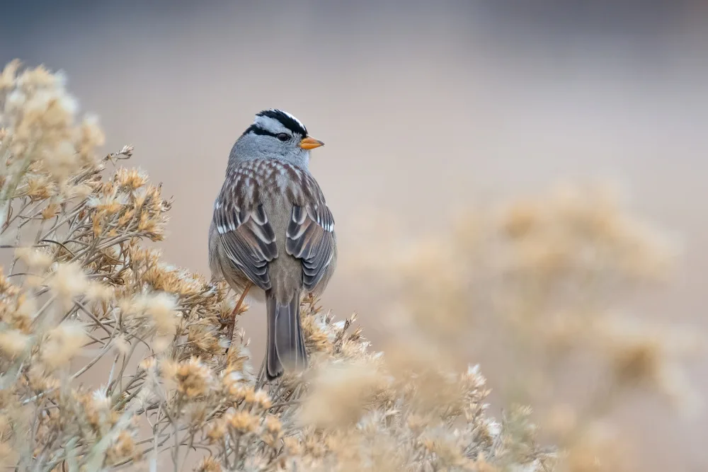 Landolt, Susanne: White-crowned sparrow