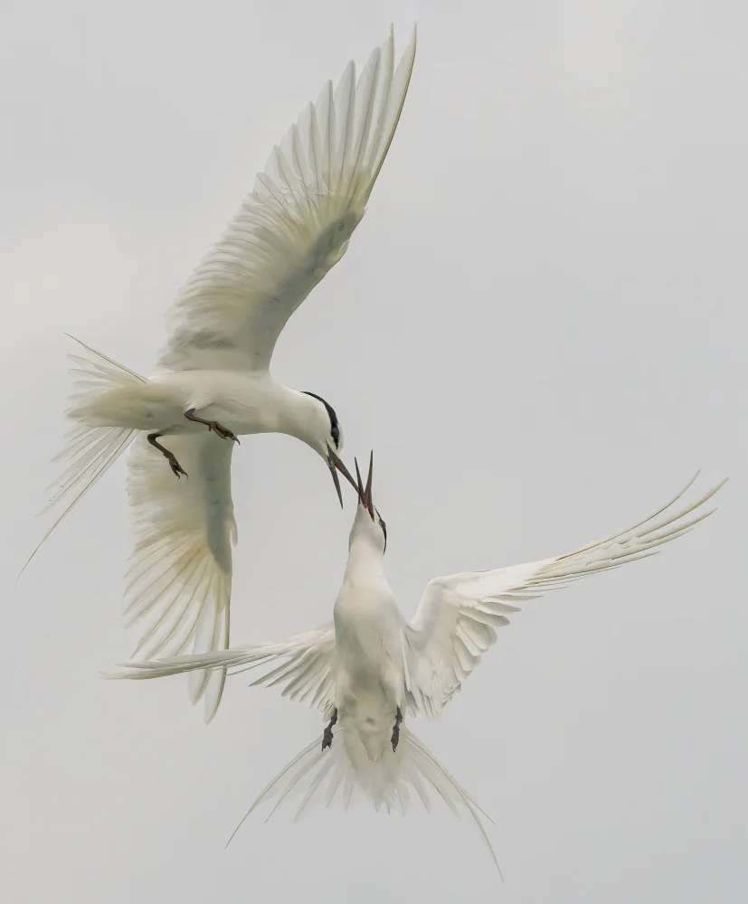Mun, Lip Chong: Courtship