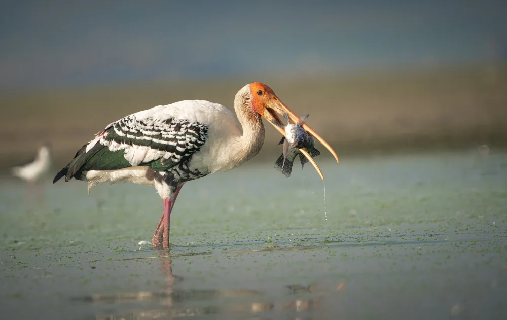 Wedpathak, Rahul: Mouthful.