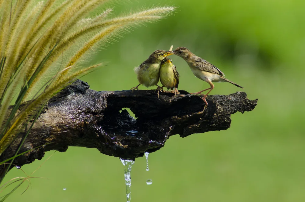Aditya, Rawisyah: Feeding