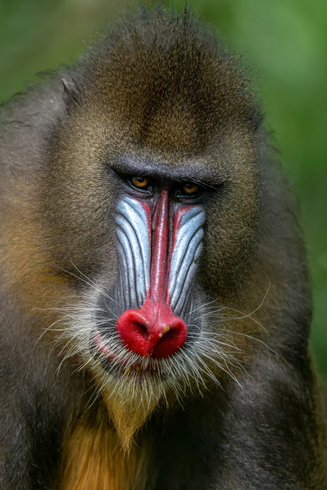 Catta, Alessandro: Mandrill