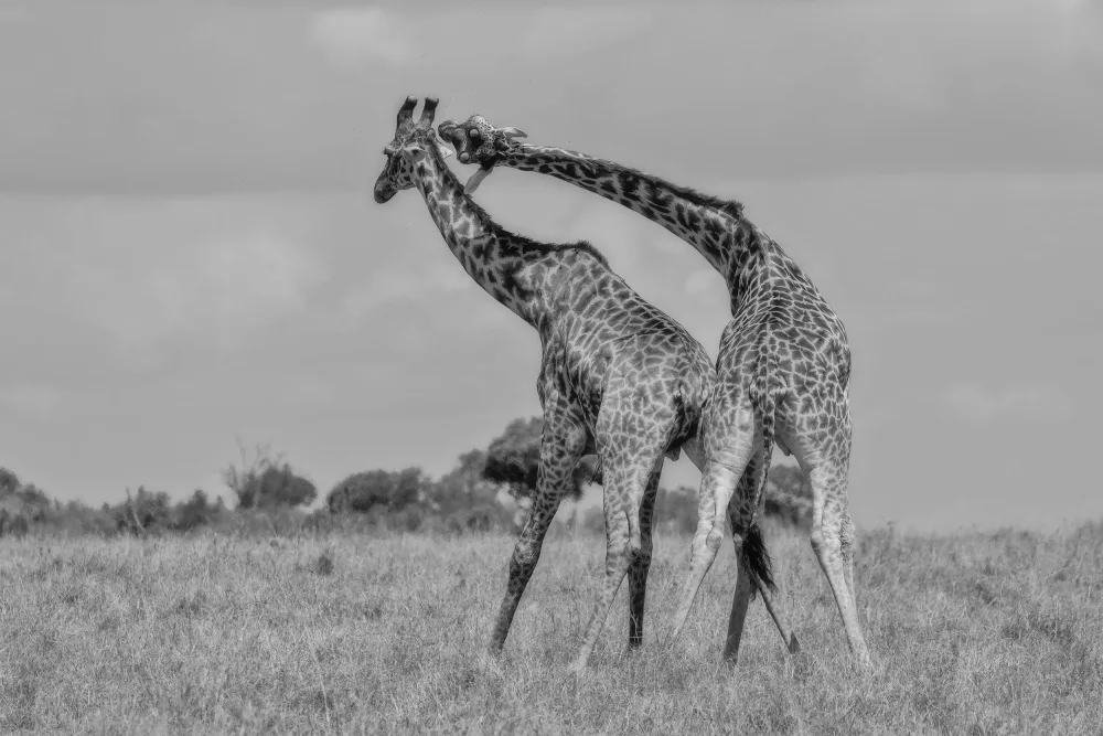 Catta, Alessandro: Neck Fight!