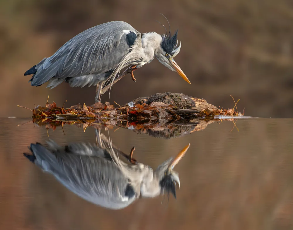 Bratila, Petrica: Grey heron