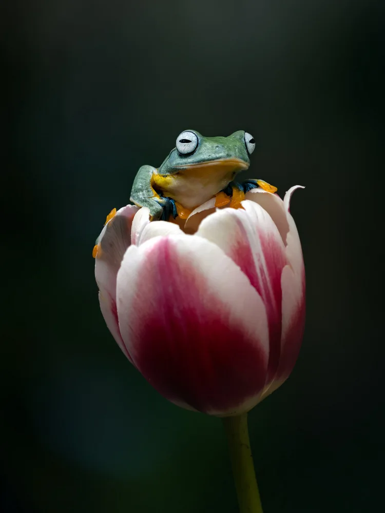 Maududdin, Fauzan: Cute Flying Frog