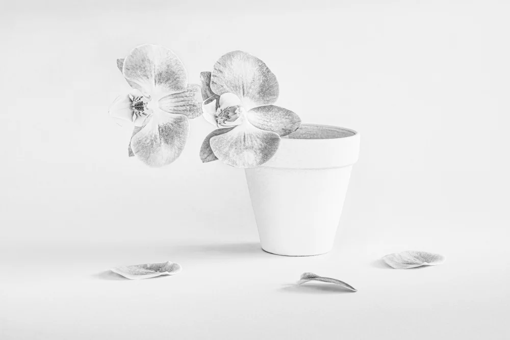 Zhang, Lisa: Deux belles fleurs