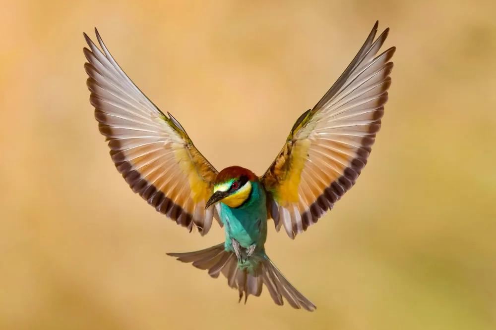 Manusevich, David: Bee-eater
