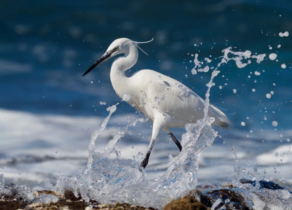 Gurzhuyenko, Iryna: Graceful Little egret