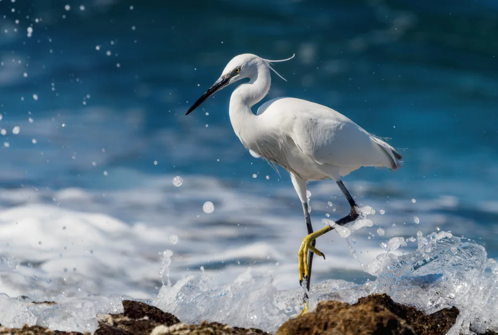 Gurzhuyenko, Iryna: Graceful Little egret.