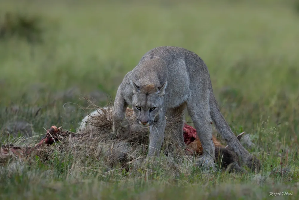 Dhesi, Rajat: Puma con carcassa di Guanaco